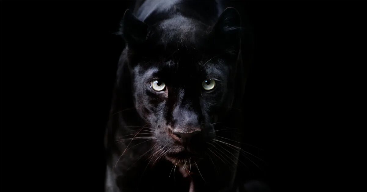 Картинки черных животных The 'Black Panther' quote no one is talking about - Rob Hoskins