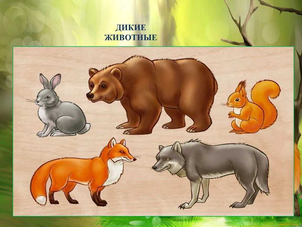 Картинки что делают животные дикие