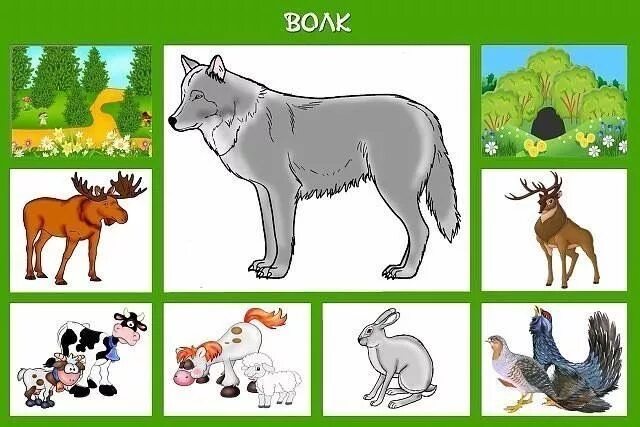 Картинки что делают животные Pin by Mirela Berglez on životinje Animal activities for kids, Animal activities