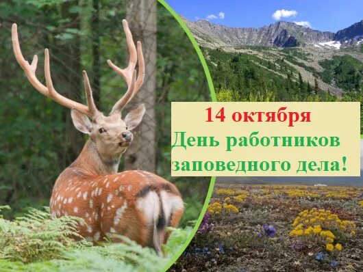 Картинки день работников заповедного дела 14 октября в России отмечается День работников заповедного дела Краевое государс