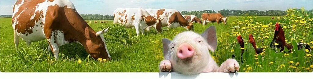 Картинки день сельскохозяйственных животных Agromir, fodder and feed additives, Belgorod, Bogdana Khmelnitskogo Avenue, 111 