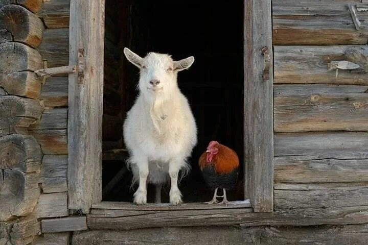 Картинки деревня домашних животных Pin by Alessandra B on Amici animali Farm animal nursery, Farm animals preschool