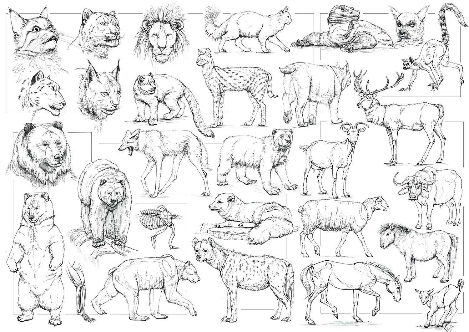 Картинки детали животные Alexandra Pavlovich - Animals sketches
