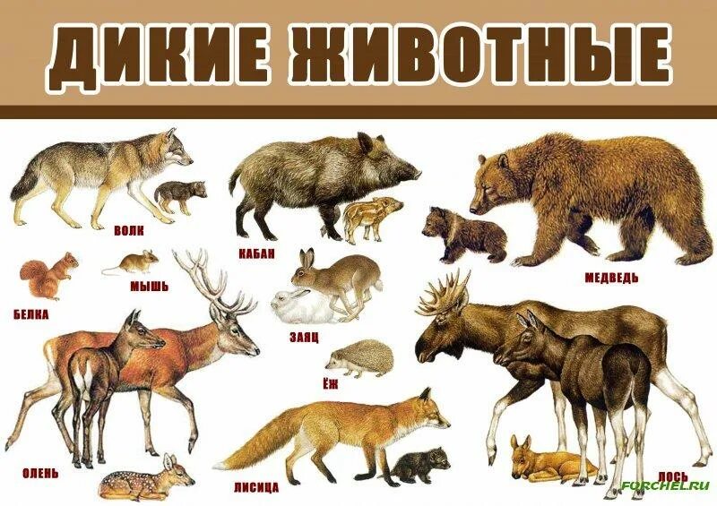 Картинки детенышей диких животных для детского сада Консультация для родителей детей подготовительной логопедической группы по лекси