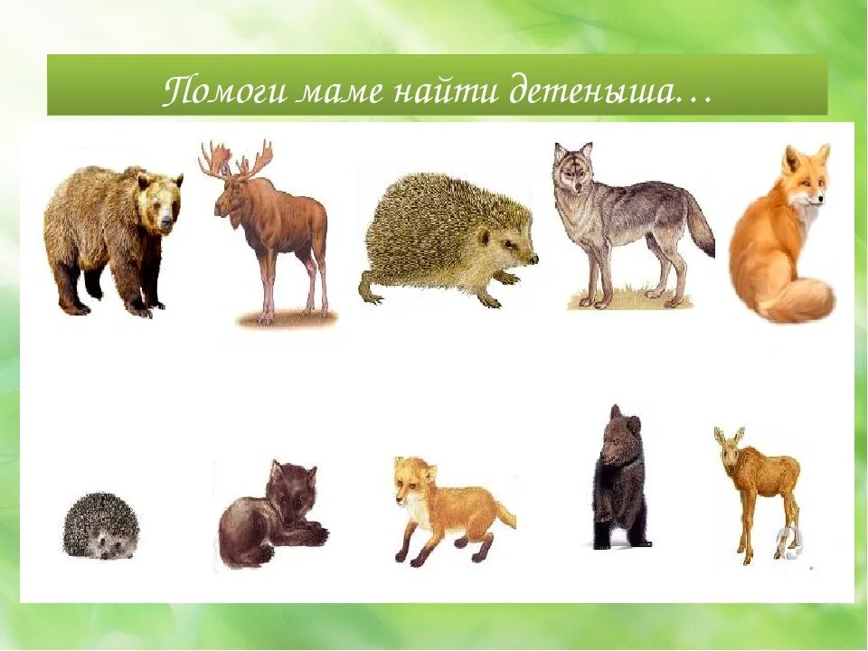 Картинки детенышей диких животных для детского сада Найди их всех животных: найдено 89 изображений