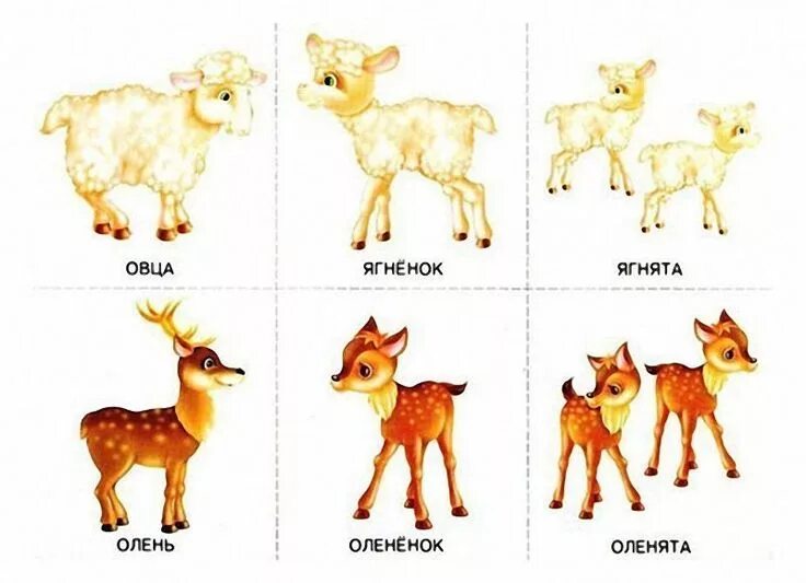 Картинки детенышей диких животных для детского сада Hol vannak a gyerekek, akiknek a Animals, Singular and plural, Kids