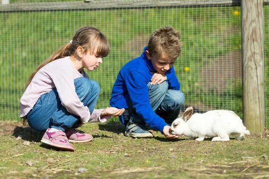 Картинки дети кормят животных Kids Fencing Images - Browse 30,391 Stock Photos, Vectors, and Video Adobe Stock