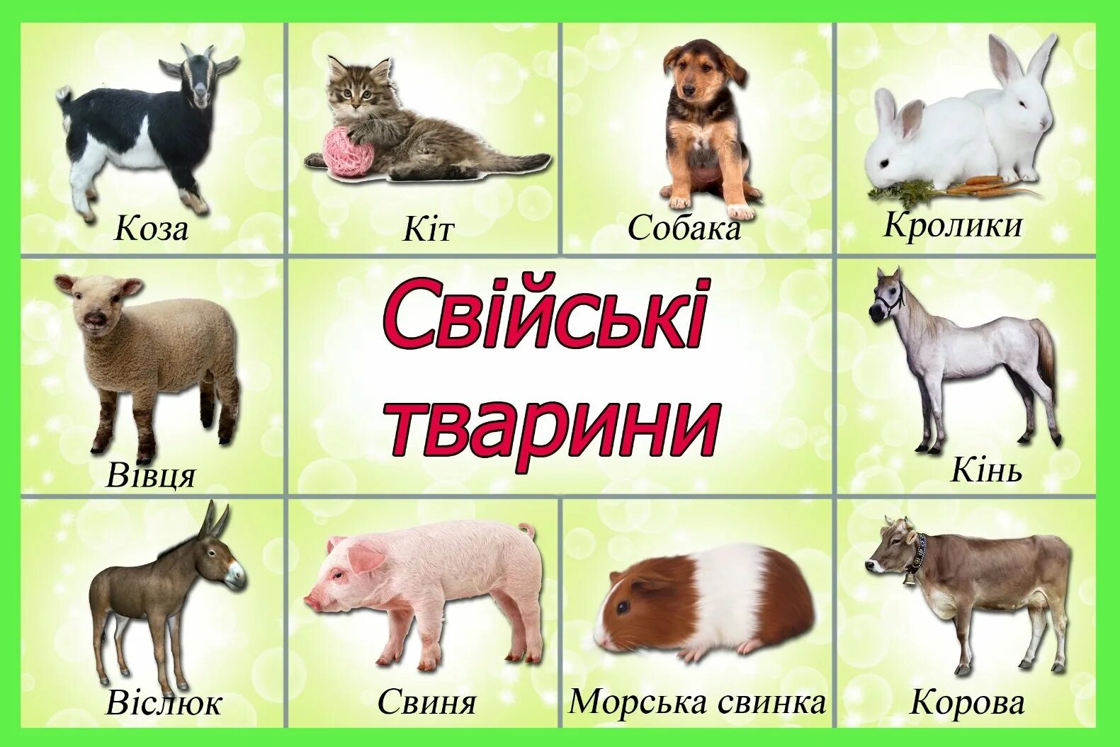 Картинки дикие и домашние животные для дошкольников Название 1 домашнего животного