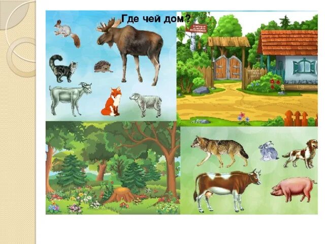 Картинки дикие и домашние животные для дошкольников Презентация "как живут животные" Ом 1 класс - начальные классы, презентации