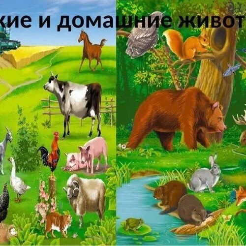 Картинки дикие и домашние животные для дошкольников Stream Домашние и дикие животные: лучшие книги и журналы для детей by Ulvoisko L