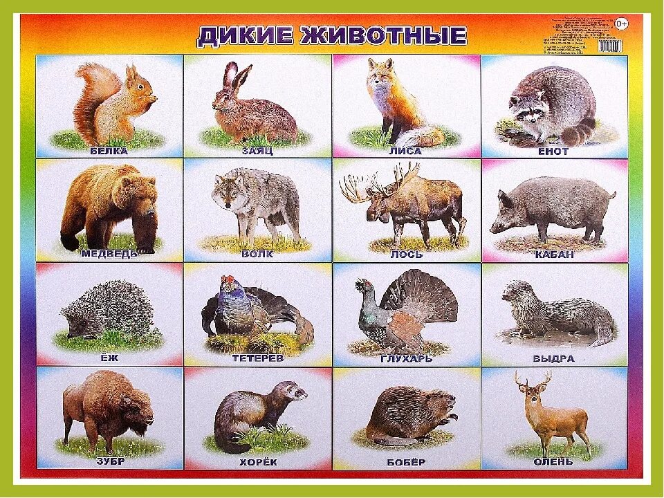 Картинки диких животных для детей в детском Дикие животные и их дети: найдено 82 изображений