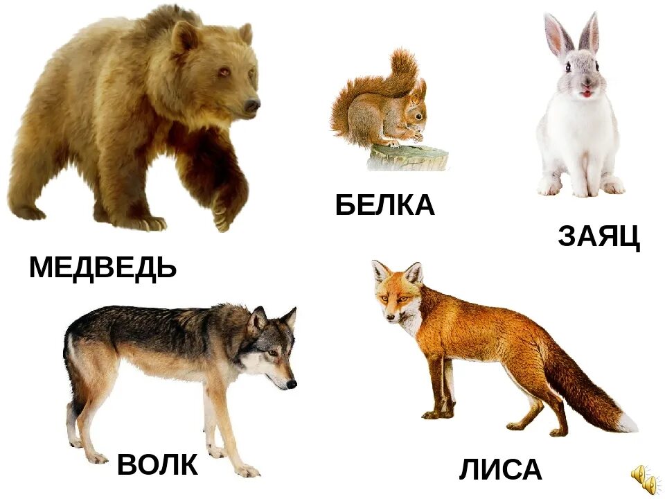 Картинки диких животных для детей в детском Дикие звери 1 словом: найдено 90 изображений