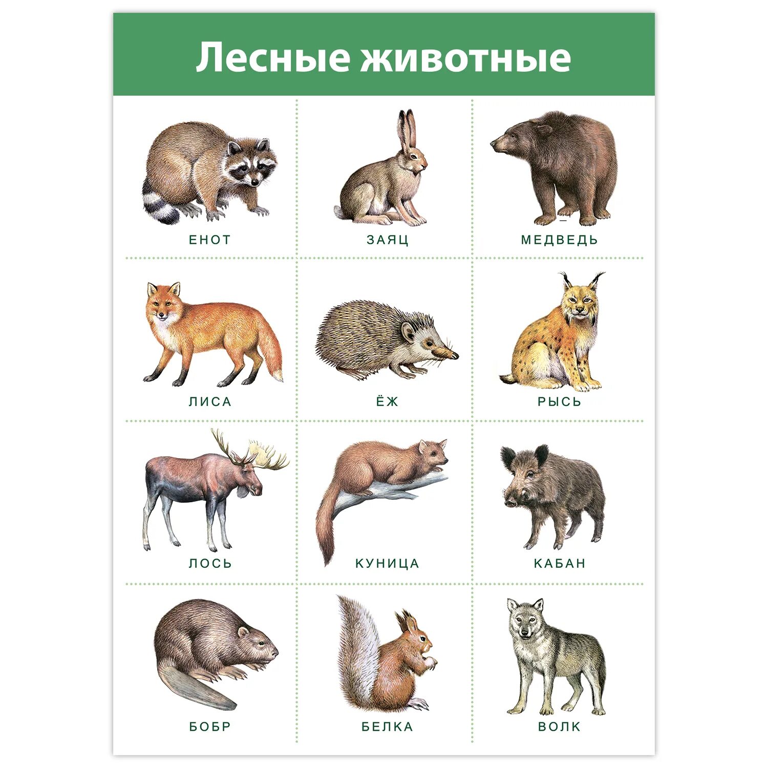Картинки диких животных для детей в детском Набор обучающих плакатов Дрофа-Медиа Живая природа 4019 купить по цене 352 ₽ в и