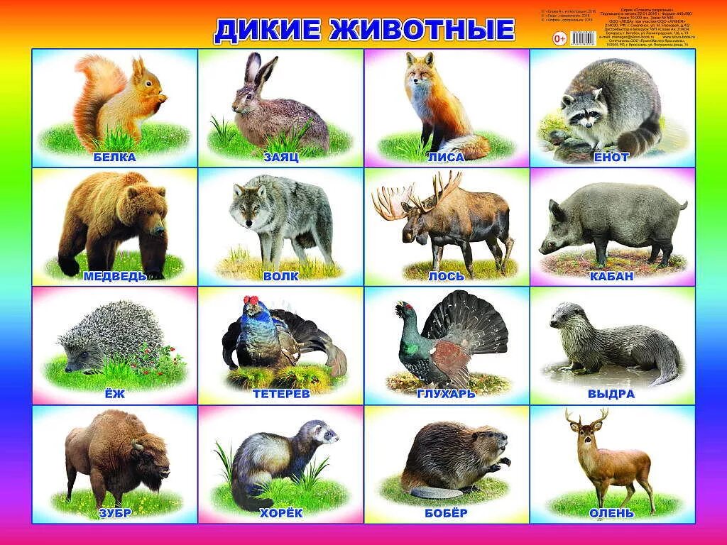 Картинки диких животных для детей в детском Календарь Тематическая неделя "Дикие животные" в средней группе МАДОУ № 41