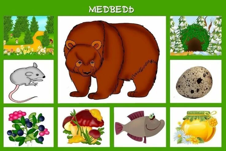 Картинки для дидактических игр животные Развитие, обучение детей - Neposed.net Дикие животные, Животные, Животные игры