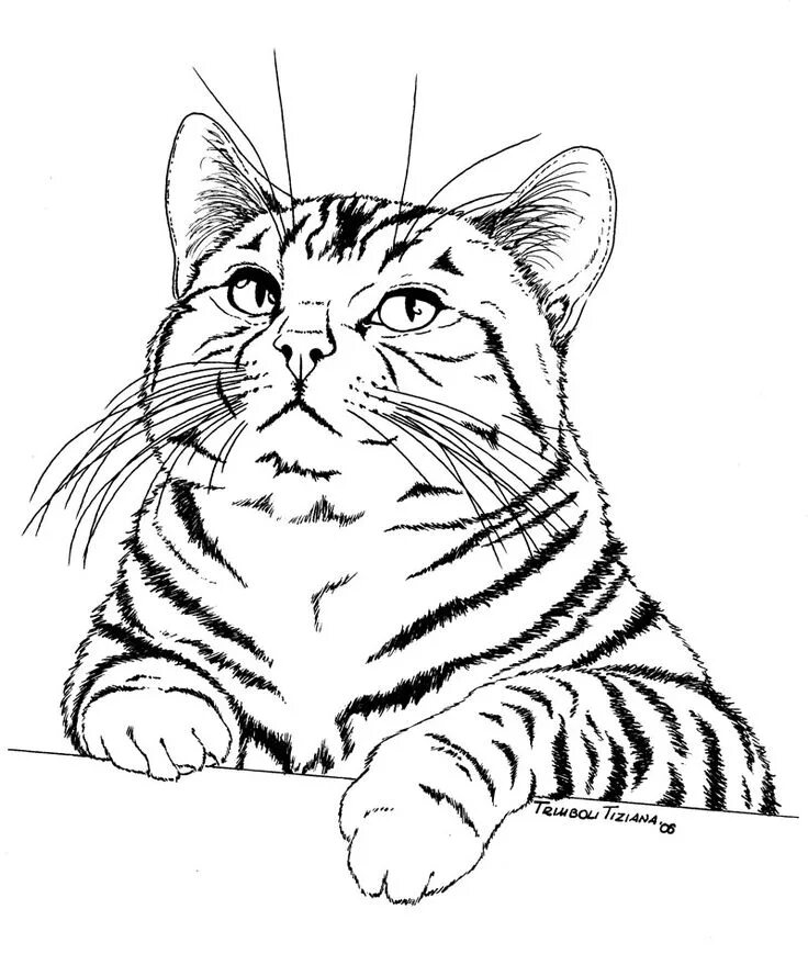 Картинки для выжигания животные Cat coloring book, Cat coloring page, Animal drawings sketches