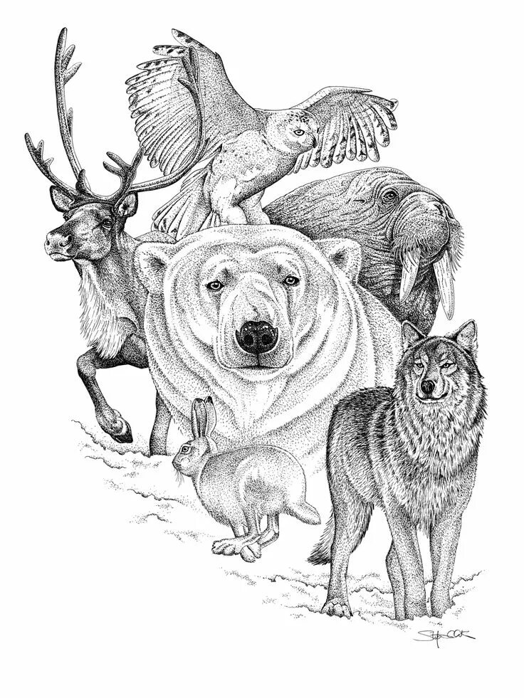 Картинки для выжигания животные Pen and Ink on Behance Pencil drawings of animals, Ink art, Animal drawings