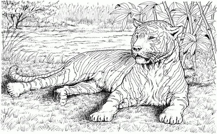 Картинки для выжигания животные Realistic Animal Coloring Pages