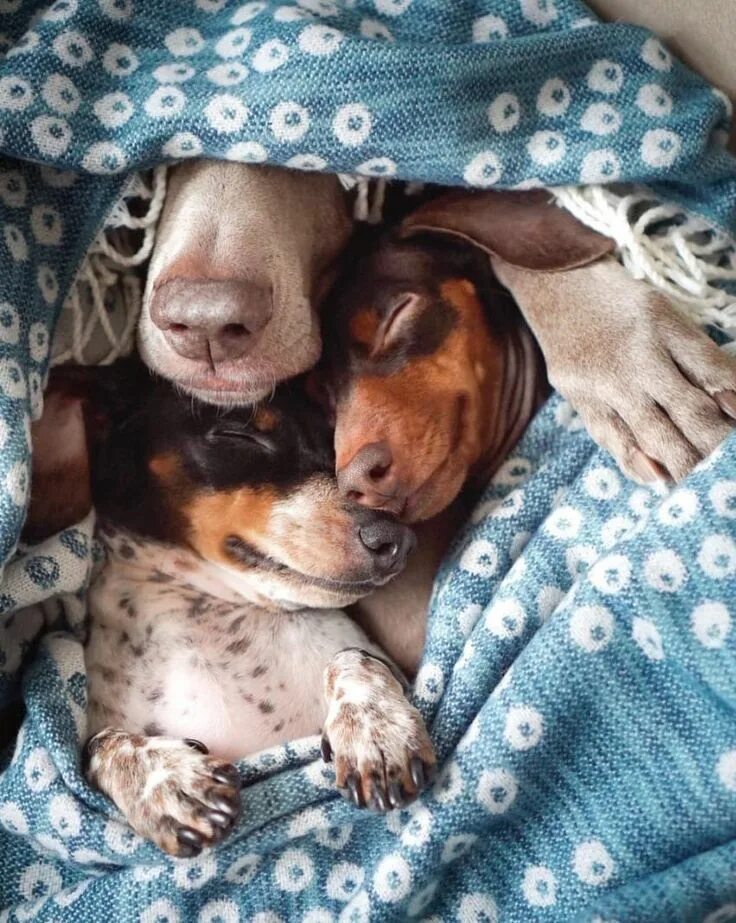 Картинки добро ночи с животными Heartbroken Weimaraner Learns To Love Again With Her 2 New Best Friends Dog love