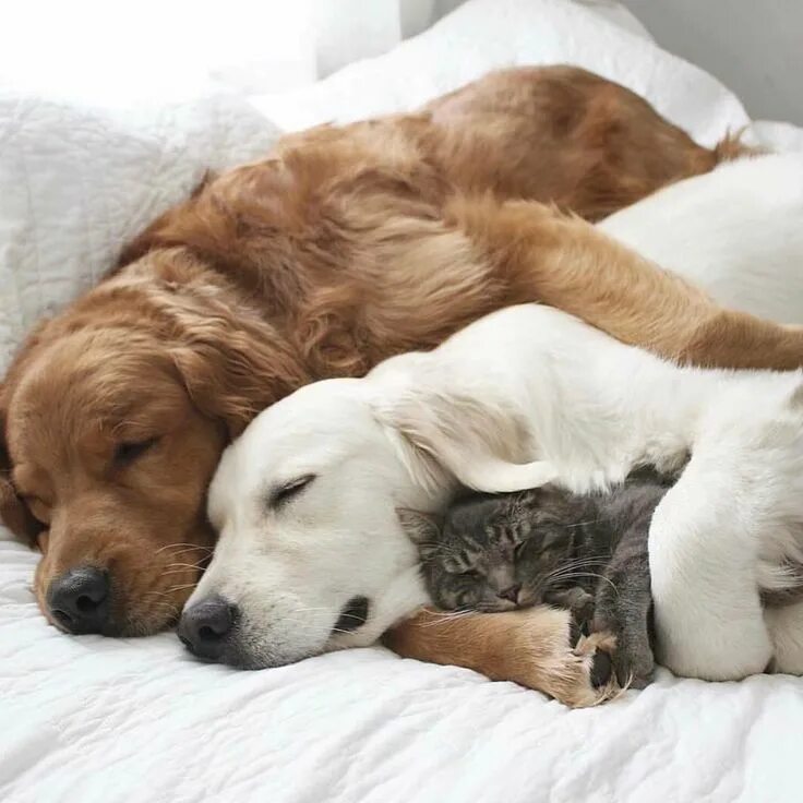 Картинки добро ночи с животными #catanddogfriends cat dog chien chat chaton animaux animaux de compagnies animau