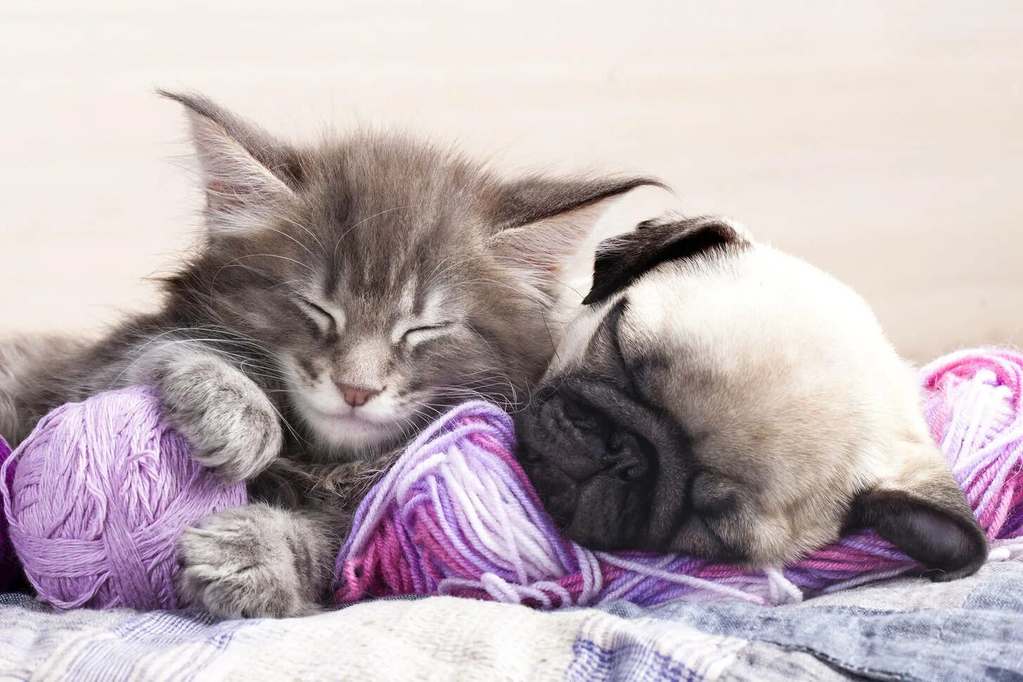 Картинки добро ночи с животными Maine Coon kitten and pug puppy Jigsaw Puzzle (Animals, Pets) Puzzle Garage