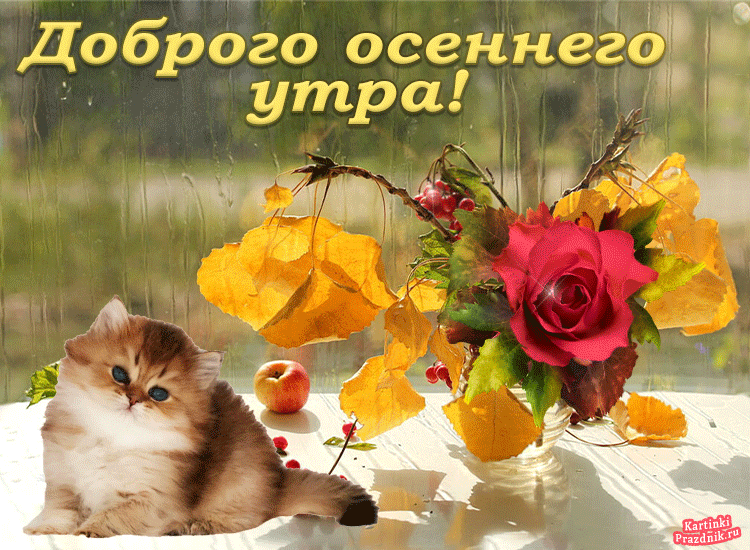 Картинки доброе сентябрьское утро ч котятами позитивные Доброе утро дождь картинки