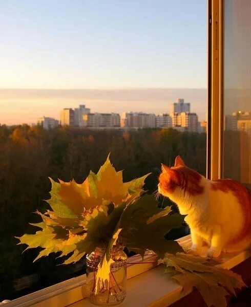 Картинки доброе сентябрьское утро ч котятами позитивные КОШКИ И ОСЕНЬ - Круг доверия - мы вместе, пользователь Лилия Литовченко Группы М