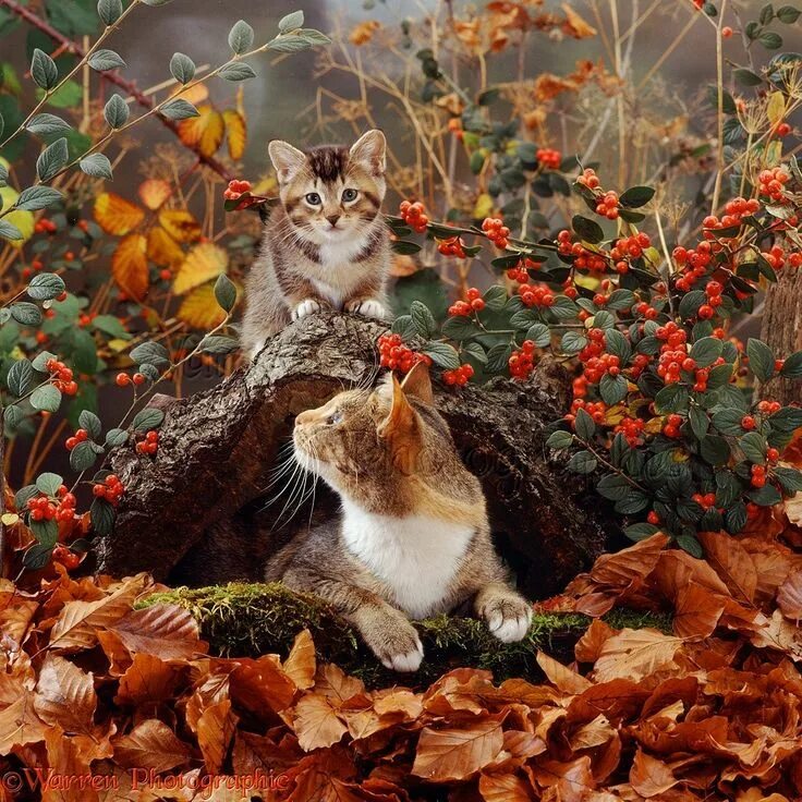 Картинки доброе сентябрьское утро ч котятами позитивные Cat and kitten in autumn scene Fall cats, Autumn animals, Beautiful cats