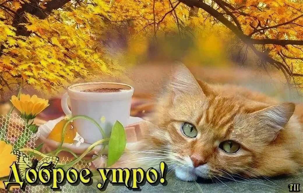 Картинки доброе сентябрьское утро ч котятами позитивные Pin by Маргарита Нягу on ДОБРОЕ УТРО-ДЕНЬ ГИФ Animals, Fox