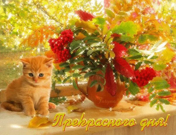 Картинки доброе сентябрьское утро ч котятами позитивные Анимированная открытка для тебя Открытки, Доброе утро, Кошки