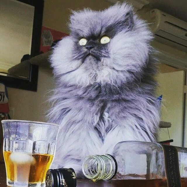 Картинки доброе утро алкоголикам прикольные Colonel Meow11 Crazy cats, Kitten gif, Silly animals