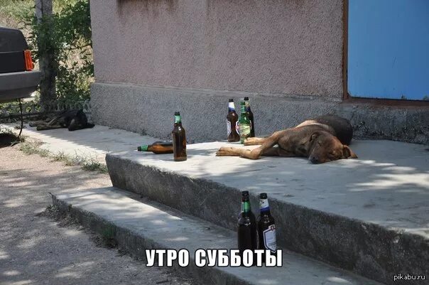 Картинки доброе утро алкоголикам прикольные Утро субботы Пикабу
