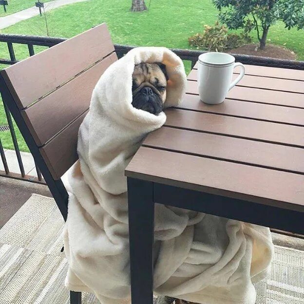 Картинки доброе утро дома прикольные Instagram photo by Tom "Pugs" Cote ® * Apr 25, 2016 at 3:47pm UTC Pugs adorables