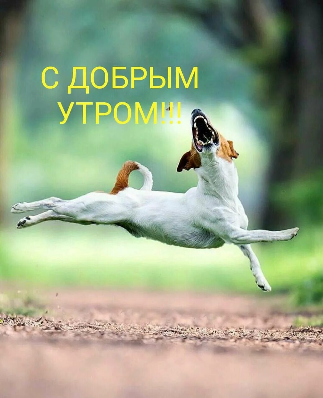 Картинки доброе утро группа прикольные ржачные группа Épinglé sur Доброе утро, вечер и день Animaux, Rigolo, Idéfix