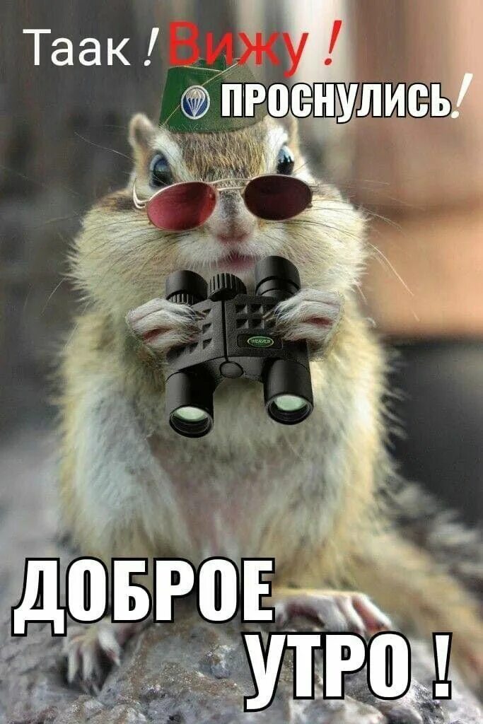 Картинки доброе утро группа прикольные ржачные группа Пин от пользователя Марина Марина на доске доброе утро Доброе утро, Смешные табл