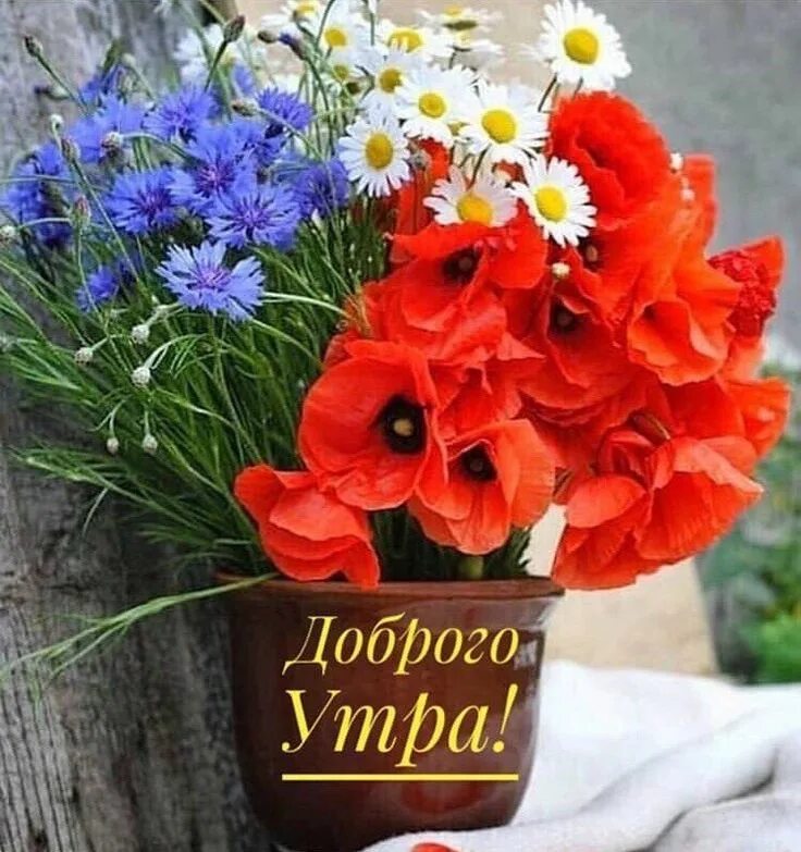 Картинки доброе утро хорошего дня цветы Пин от пользователя Юлия Гостренко на доске Добрий ранок Осенние цветочные компо