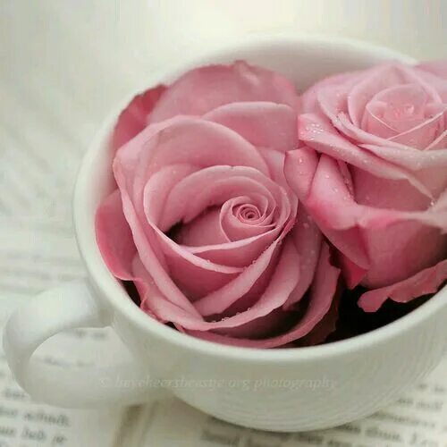 Картинки доброе утро красивые розы бесплатно Pin by Ghada Moustafa on Flowers Rose tea, Rose, Rose buds