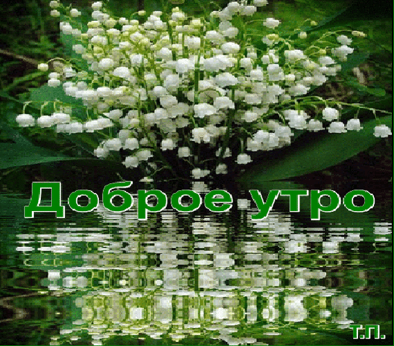 Картинки доброе утро ландыши с пожеланиями Как ты пленителен, подарок Воспламеняющей весны! - Всем учителям