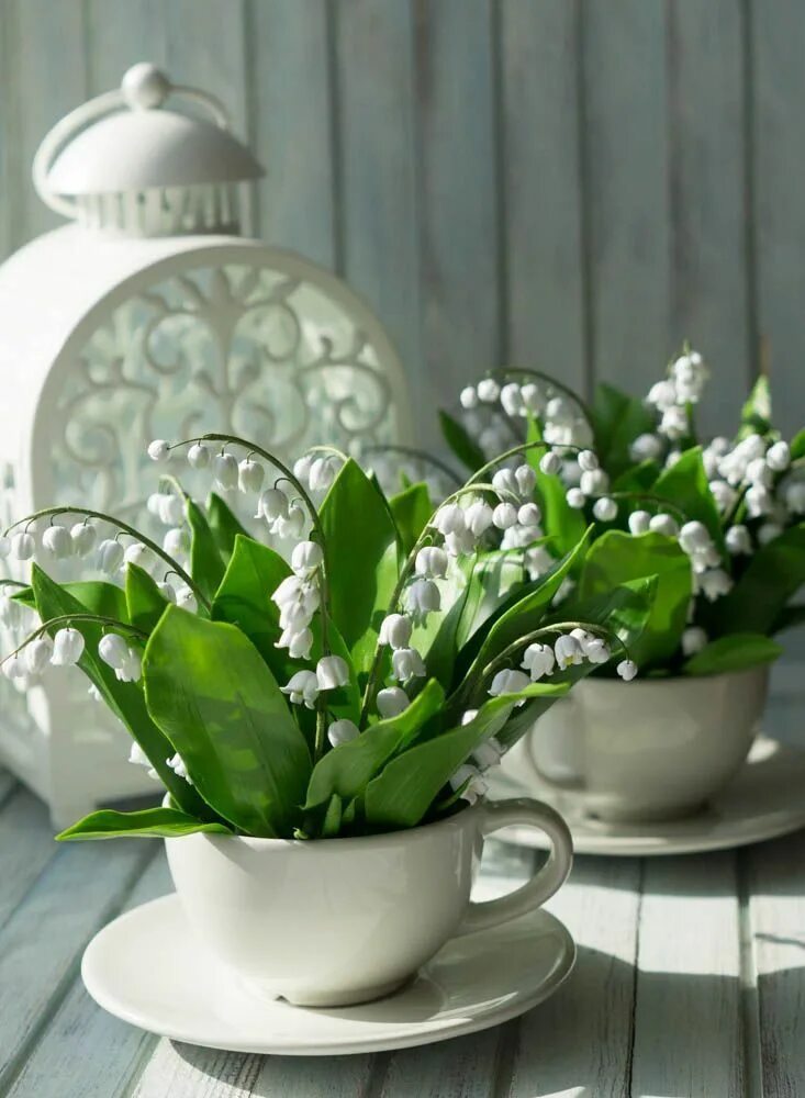 Картинки доброе утро ландыши с пожеланиями Pin on Цветы Wallpaper nature flowers, Pretty flowers, Lily flower