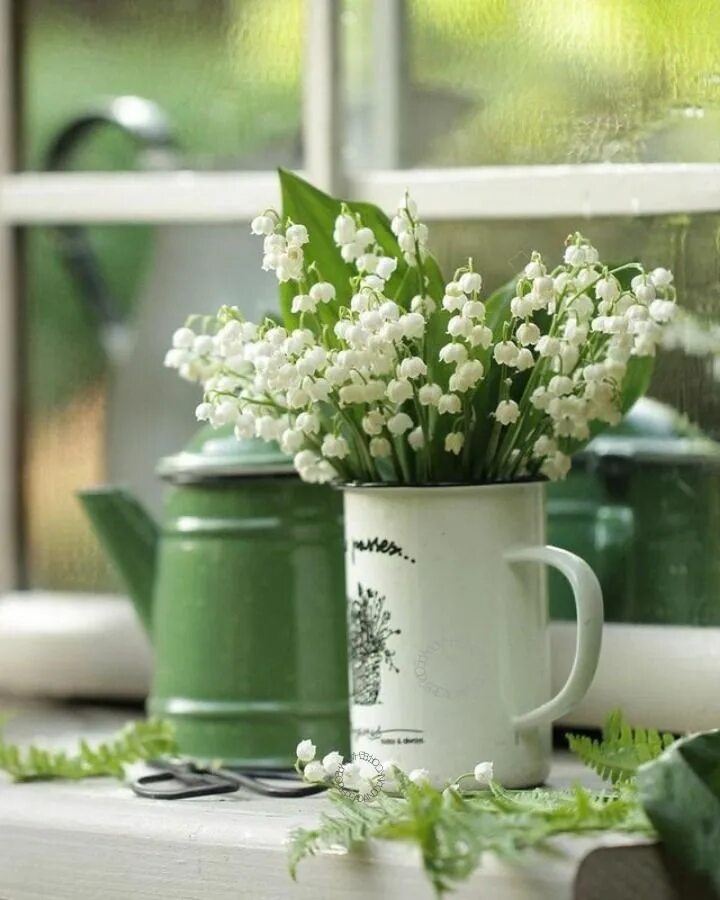 Картинки доброе утро ландыши с пожеланиями Beauty of old things and mystery of life. Lily of the valley, Raindrops and rose