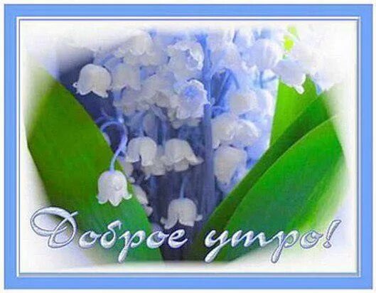 Картинки доброе утро ландыши с пожеланиями Открытка Доброе утро! самые красивые цветы в мире