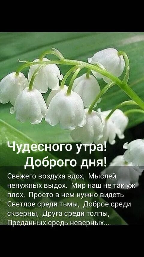 Картинки доброе утро ландыши с пожеланиями Pin on доброе утро! in 2024 Good morning, Plants, Garden