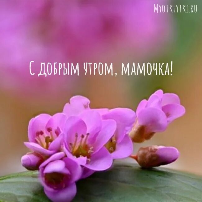 Картинки доброе утро мамочка красивые необычные нежные С добрым утром, мамочка Доброе утро, Мама, Картинки