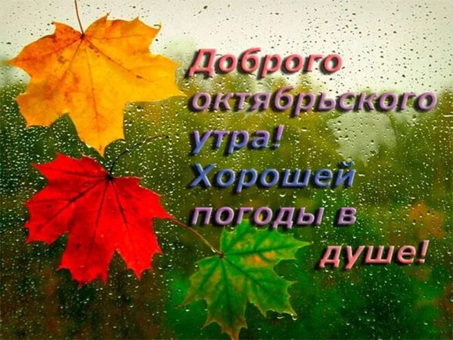 Картинки доброе утро октября 2024 #доброе_октябрьское_утро #ОтличнойПогоды# ЧудесногоНастроения 2023 Хахальская би
