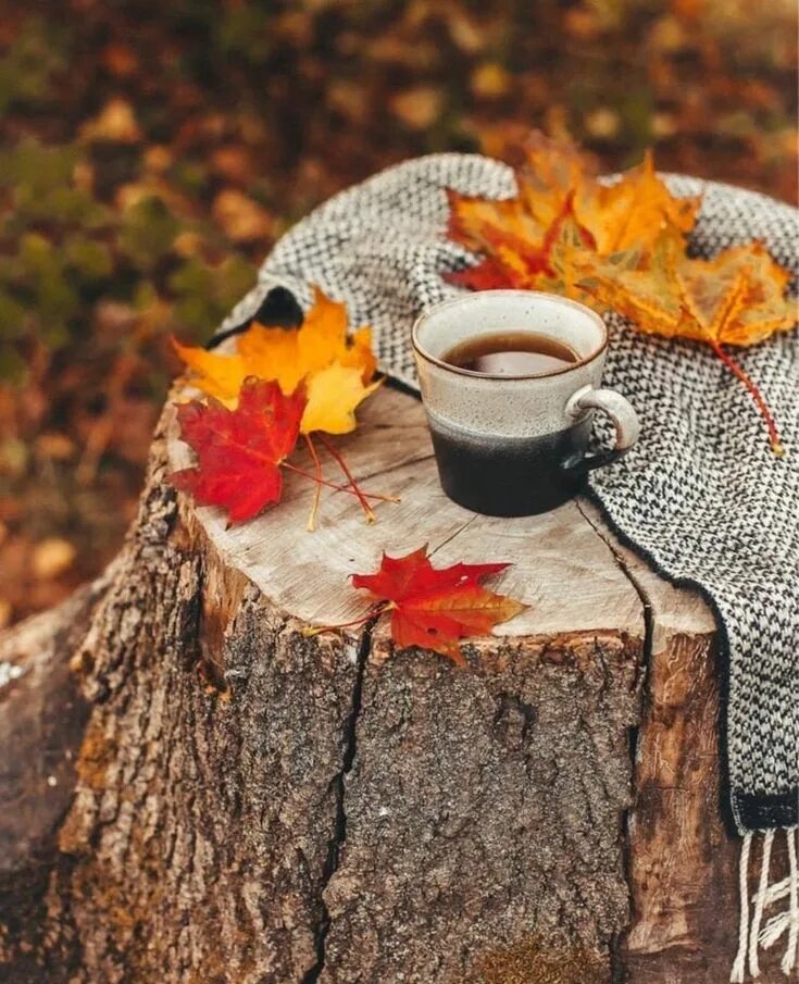Картинки доброе утро октября красивые новые осенние A Fall, Autumn, Halloween, Thanksgiving Blog. Autumn coffee, Fall pictures, Wint