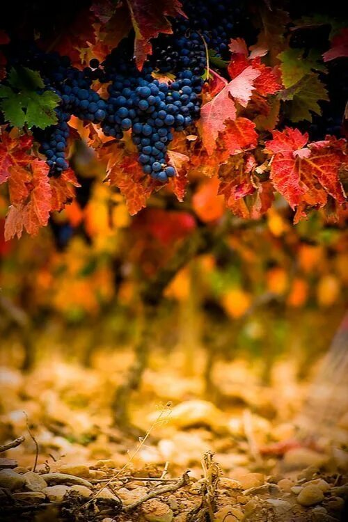 Картинки доброе утро осенние красивые бесплатно природа PEOPLE-PLACES-THINGS-ETC Vineyard photography, Grapes, Fall harvest