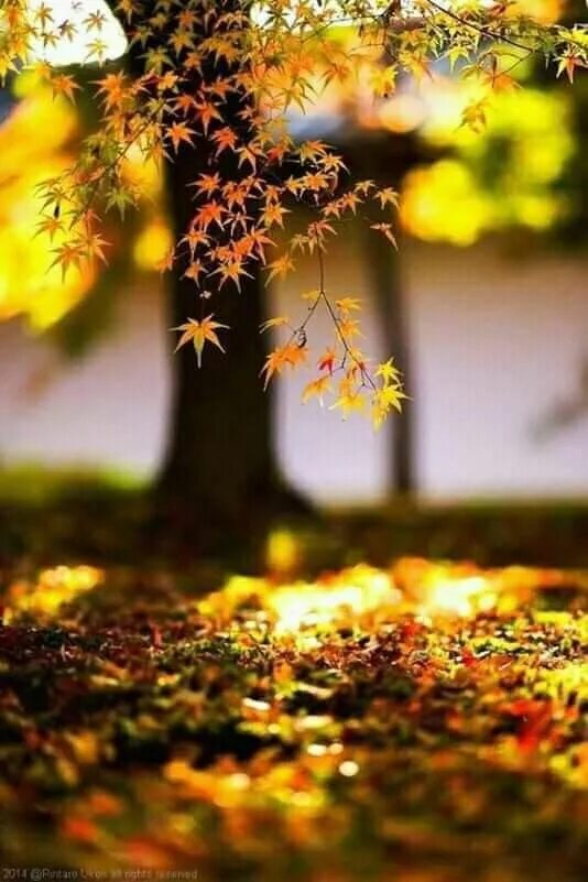 Картинки доброе утро осенние красивые бесплатно природа Pin on OTOÑO ..... LAS HOJAS ABREN SUS ALAS Y VUELAN Autumn scenery, Scenery, Fa