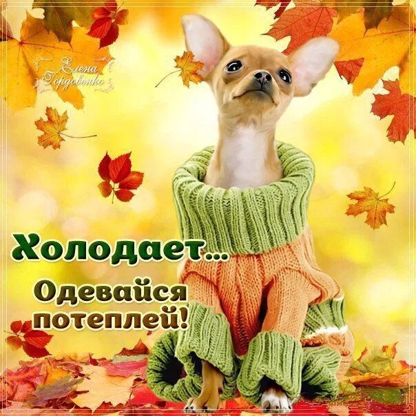 Картинки доброе утро осенние позитивные смешные "ДУШИ ПРЕКРАСНЫЕ ПОРЫВЫ" Winnie the pooh, Disney characters, Pikachu