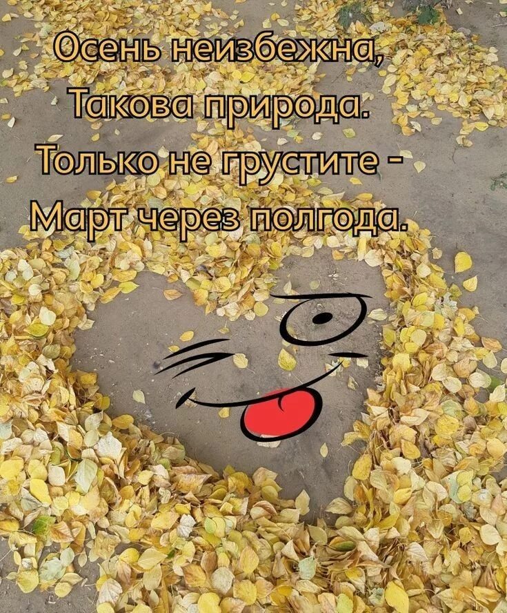 Картинки доброе утро осенние позитивные смешные Пин от пользователя u0421u0432u0435u0442u0430 на доске Доброе утро Осенние 
