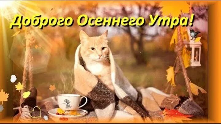Картинки доброе утро осенние прикольные смешные бесплатно Смотрите видео "Доброго осеннего утра! Красивое пожелание С Добрым Утром! Котик!